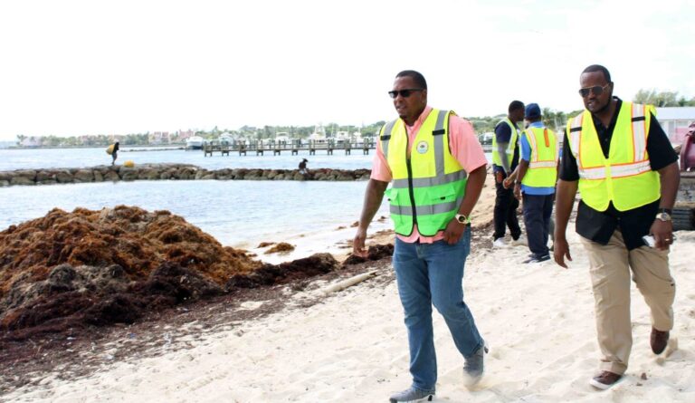 Seaweed Cleanup at Montagu Beach